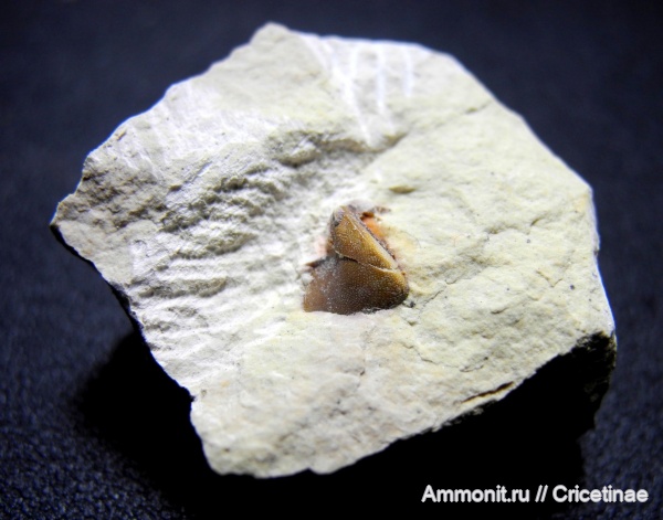Deltoptychius