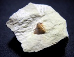 Deltoptychius