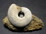 Gulielmina quinqueplicata