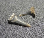 Sphenodus