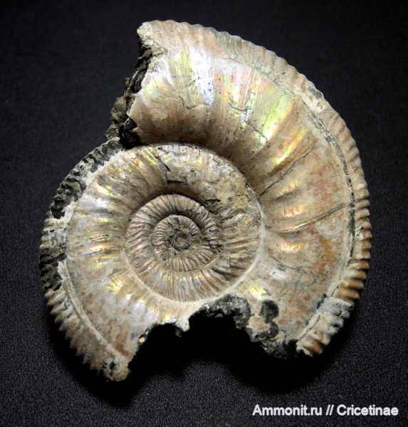 Binatisphinctes