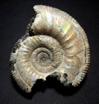 Binatisphinctes