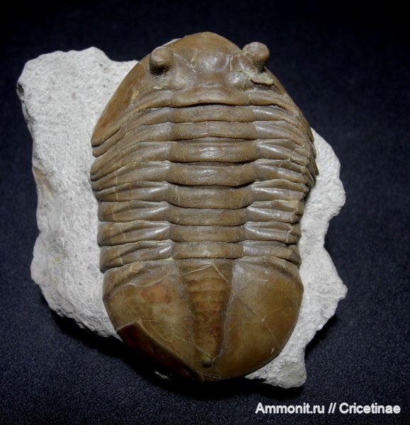 Asaphus