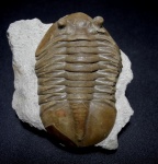 Asaphus