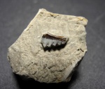 Pristodus