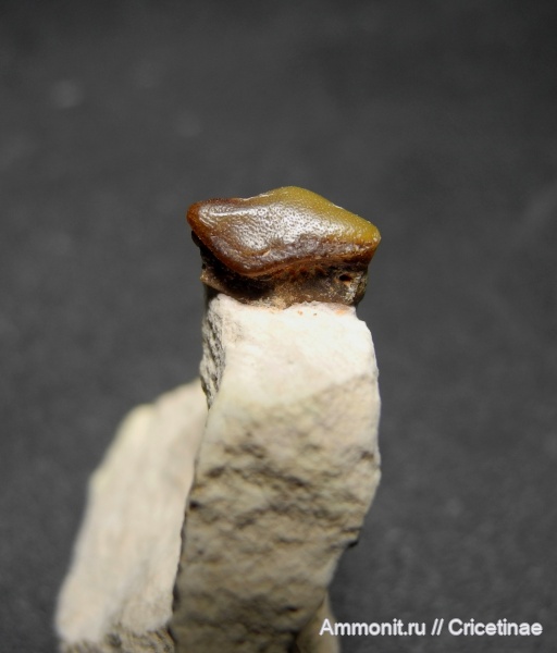 Lagarodus