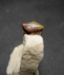 Lagarodus