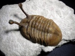 Asaphus kowalewskii