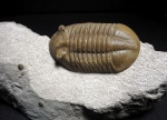 Asaphus lepidurus