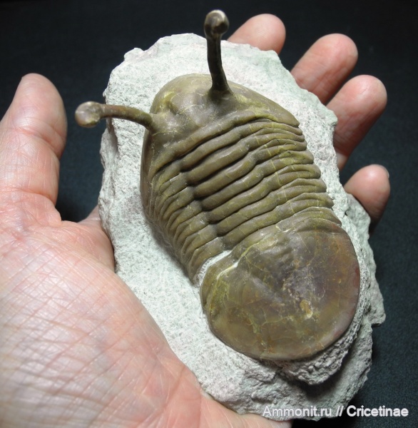Asaphus, Asaphus kowalewskii