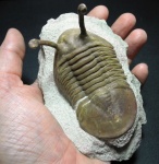 Крупный asaphus kowalewskii