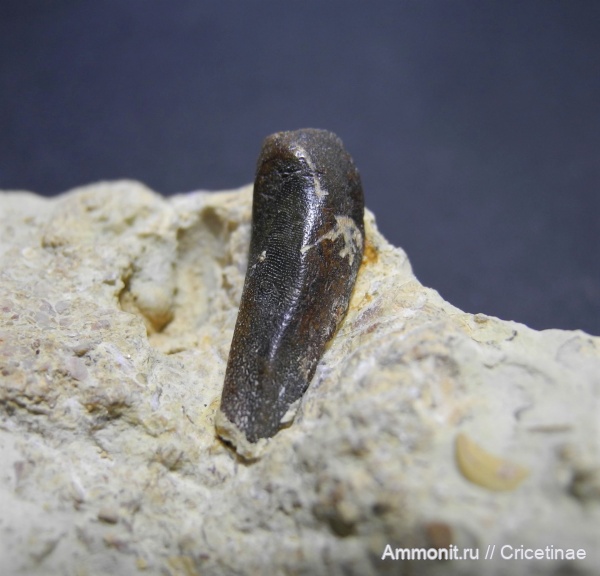 рыбы, Ptyctodus