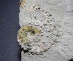Шипы аммонита Kosmoceras