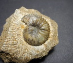 Novocadoceras homoeomorphum