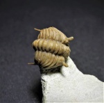 Atractopyge woerthii