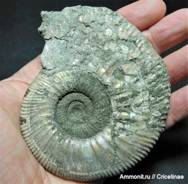 Binatisphinctes