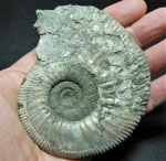 Binatisphinctes