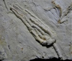 Trautscholdicrinus