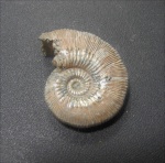 Kosmoceras phaeinum