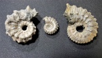 Kosmoceras