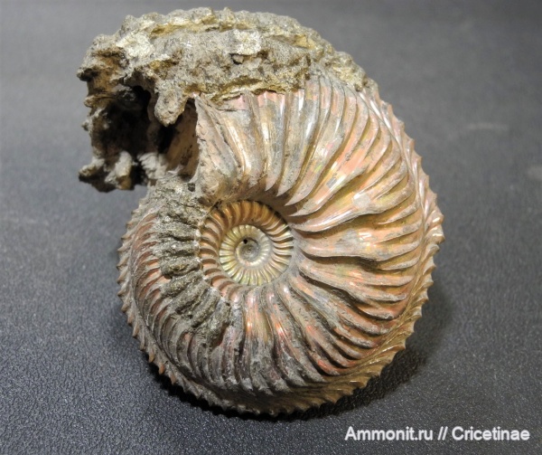 Cardioceras, Cardioceras alphacordatum, Cardioceratidae