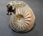 Крупный Cardioceras alphacordatum