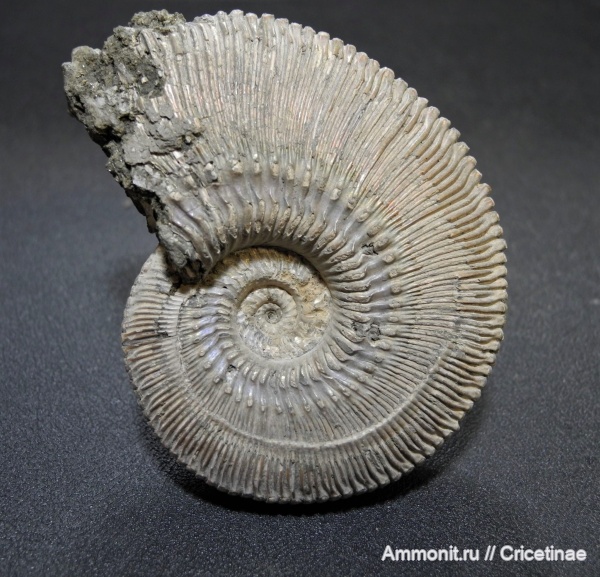 Kosmoceras, Kosmoceras phaeinum
