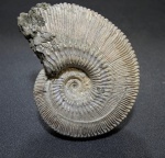 Хороший Kosmoceras phaeinum