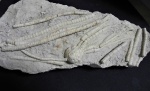 Cromyocrinus simplex