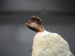 Polyrhizodus concavus
