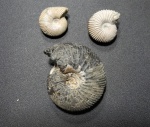 Cadoceratinae
