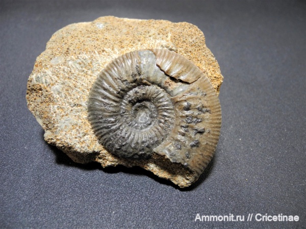 Anaplanulites