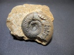 Anaplanulites