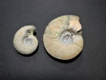 Kepplerites и Sigaloceras