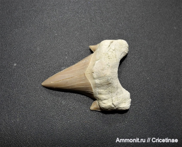 Otodus