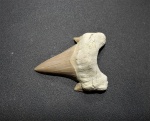 Otodus