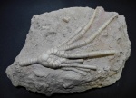 Moscovicrinus