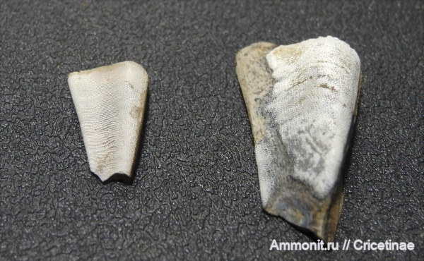 Platyxystrodus