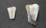 Platyxystrodus