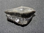 Крупный Petalodus acuminatus