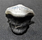 Petalodus