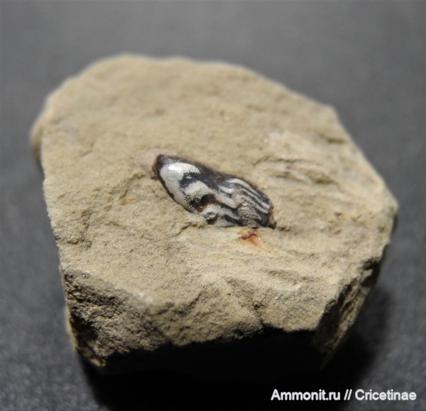 Poecilodus