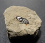 Poecilodus
