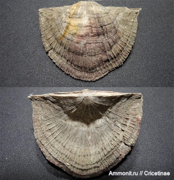 brachiopoda