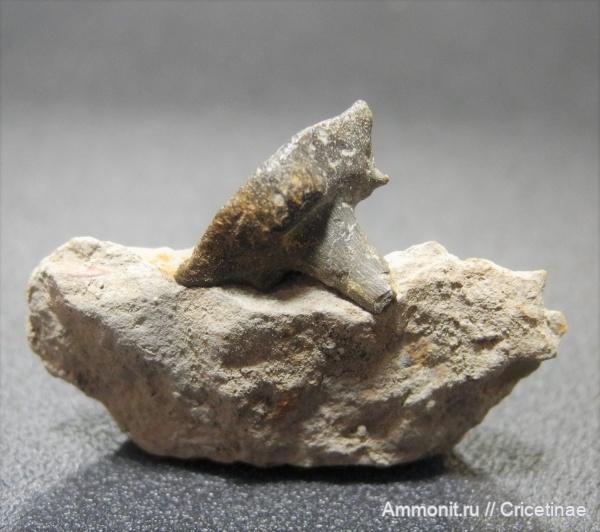 Stethacanthus