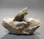 Stethacanthus