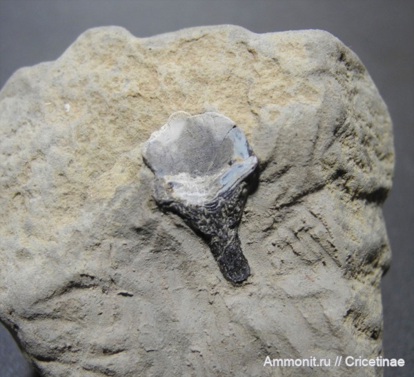 Petalorhynchus