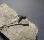 Stethacanthus