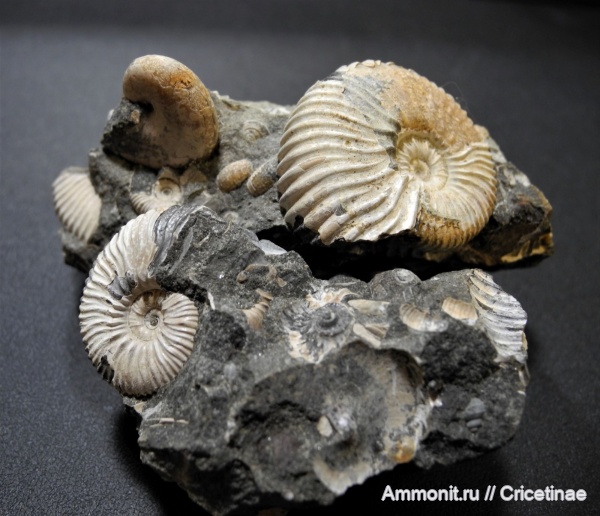 Acanthohoplites, Phyllopachyceras