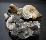 Acanthohoplites и Phyllopachyceras